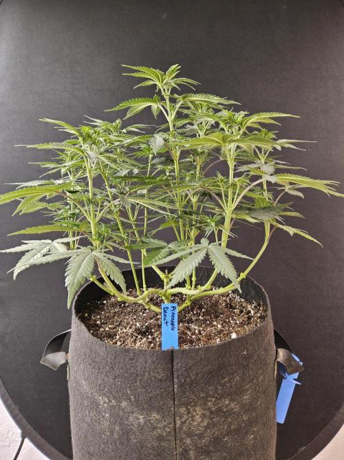 I💚GM Pineapple Donuts. Week 6