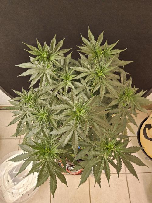 I💚GM Pineapple Donuts. Week 6