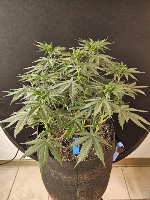 I💚GM Pineapple Donuts. Week 6