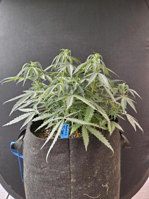 Turbo Amnesia. Week 6