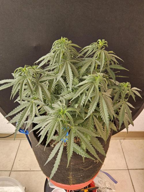 Turbo Amnesia. Week 6