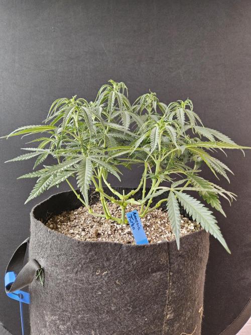 Turbo Amnesia. Week 6