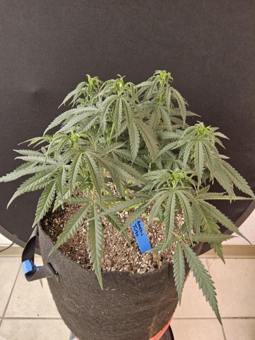 Turbo Amnesia. Week 6