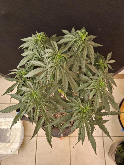 Turbo Amnesia. Week 6