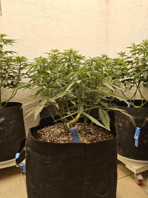 Turbo Amnesia. Week 7