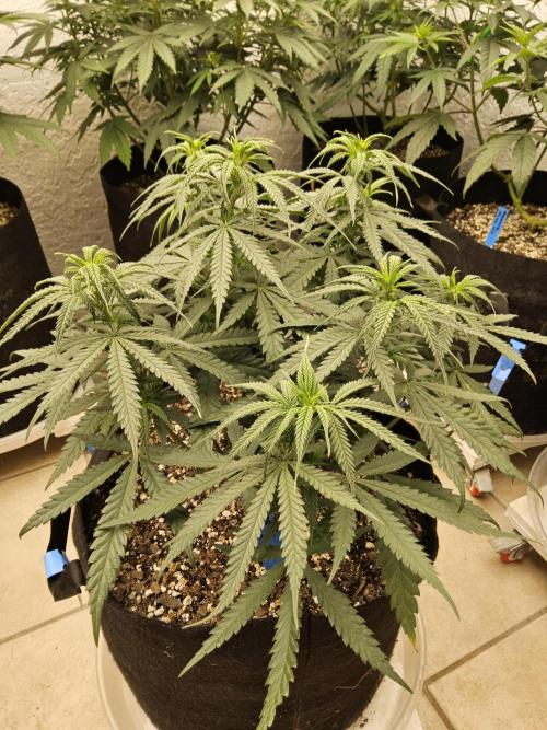 Turbo Amnesia. Week 7
