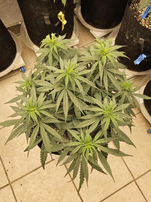 Turbo Amnesia. Week 7