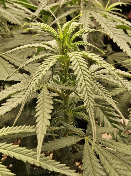 Turbo Amnesia. Week 7