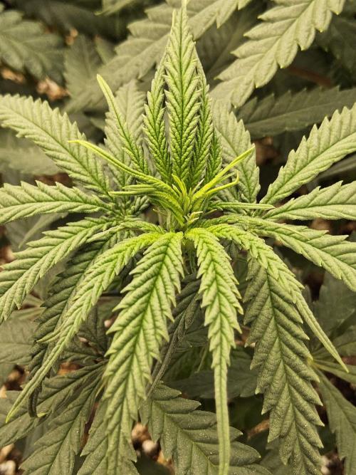 Turbo Amnesia. Week 7
