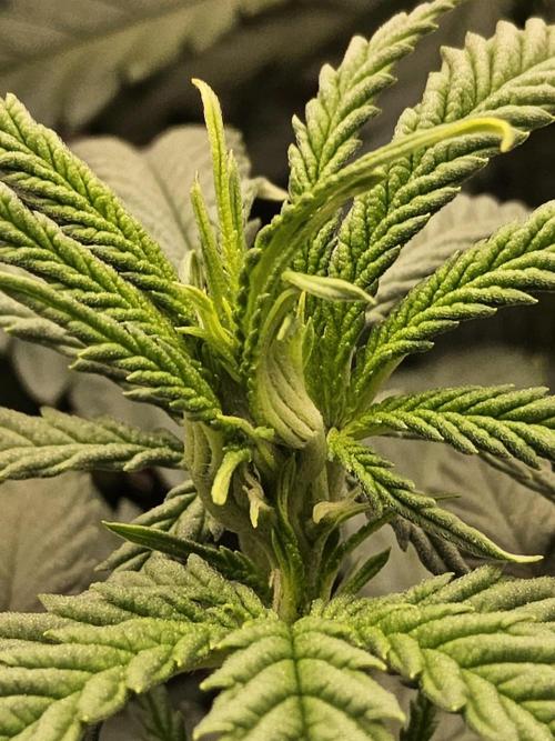 Turbo Amnesia. Week 7