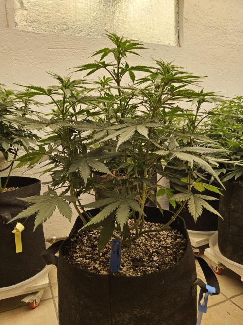 I💚GM Pineapple Donuts. Week 7