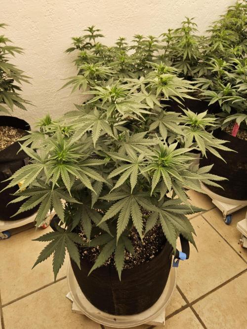 I💚GM Pineapple Donuts. Week 7