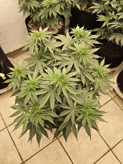 I💚GM Pineapple Donuts. Week 7