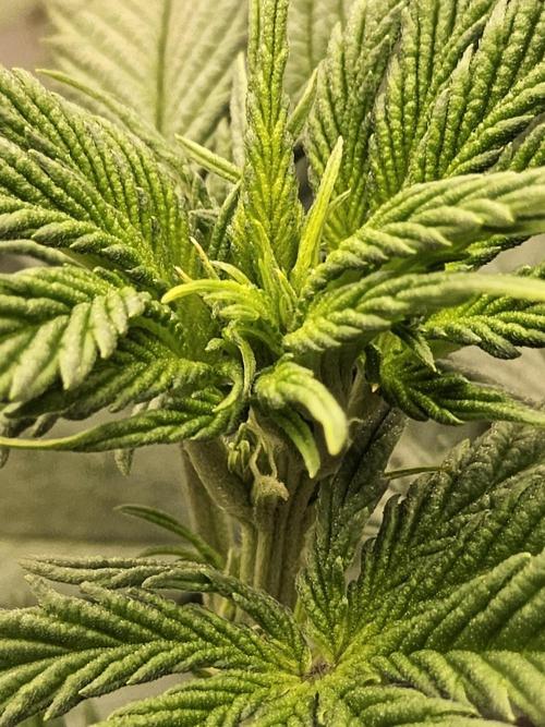 I💚GM Pineapple Donuts. Week 7