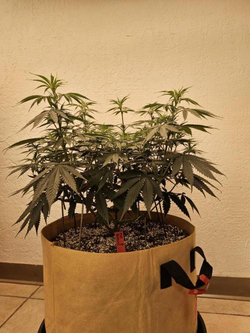 Fat Bastard. Week 7