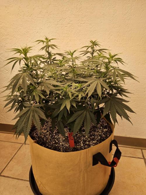 Fat Bastard. Week 7
