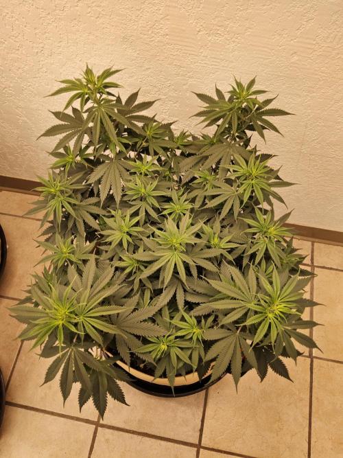 Fat Bastard. Week 7