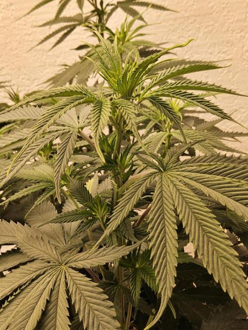 Fat Bastard. Week 7
