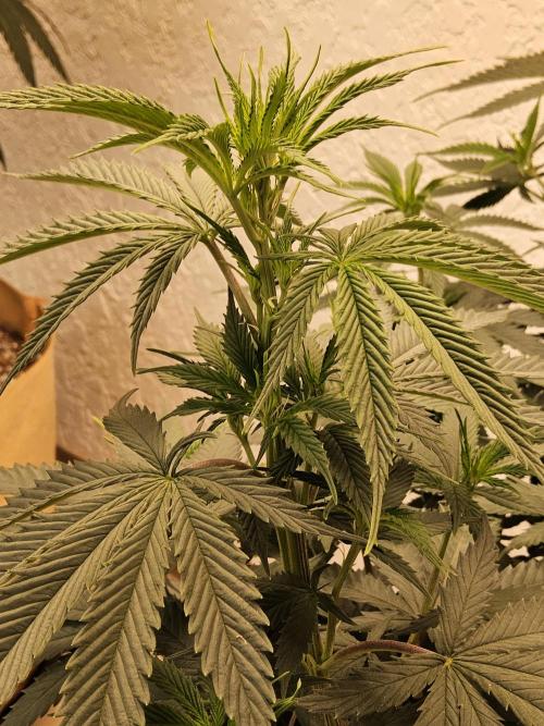 Fat Bastard. Week 7