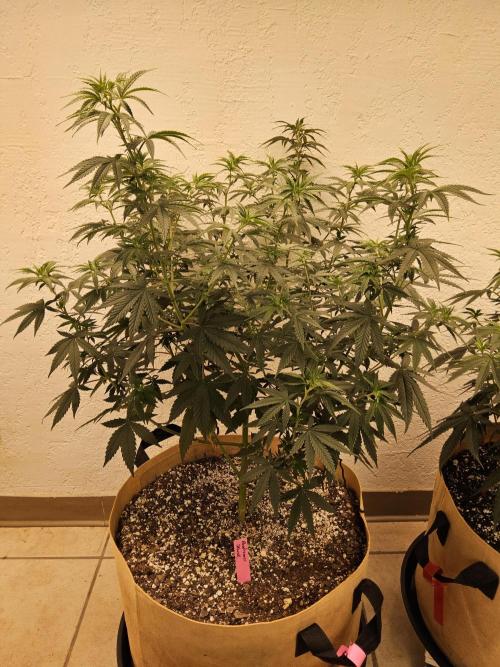 Supreme Roadrunner. Week 7