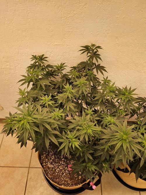 Supreme Roadrunner. Week 7