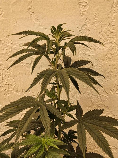 Supreme Roadrunner. Week 7