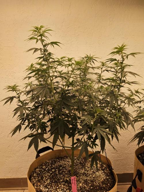 Supreme Roadrunner. Week 7