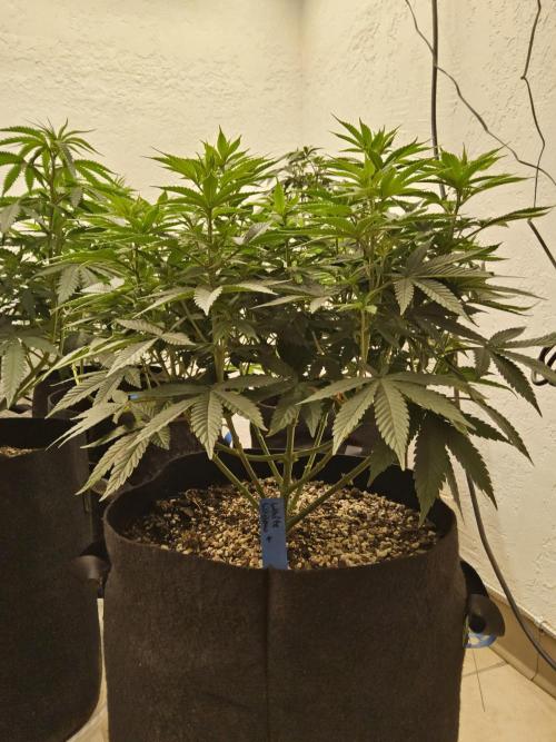White Widow Plus. Week 7