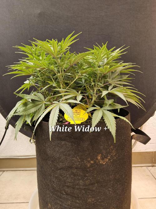 White Widow Plus. Week 7 - Last grow 