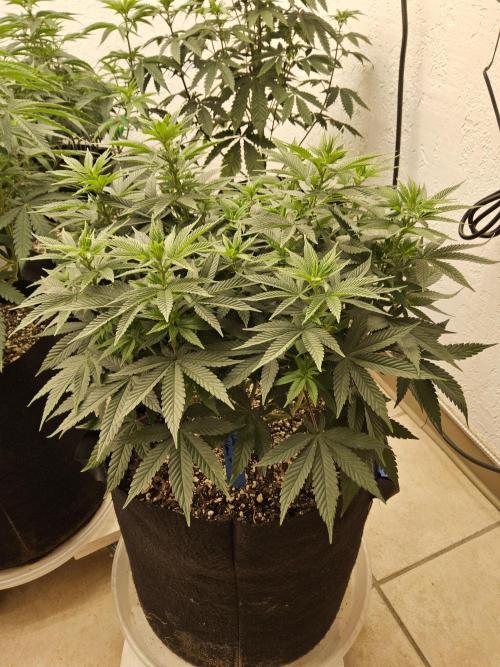 White Widow Plus. Week 7