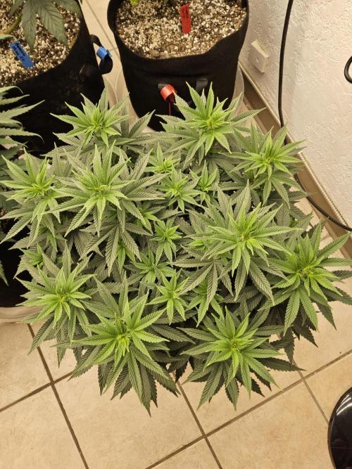 White Widow Plus. Week 7