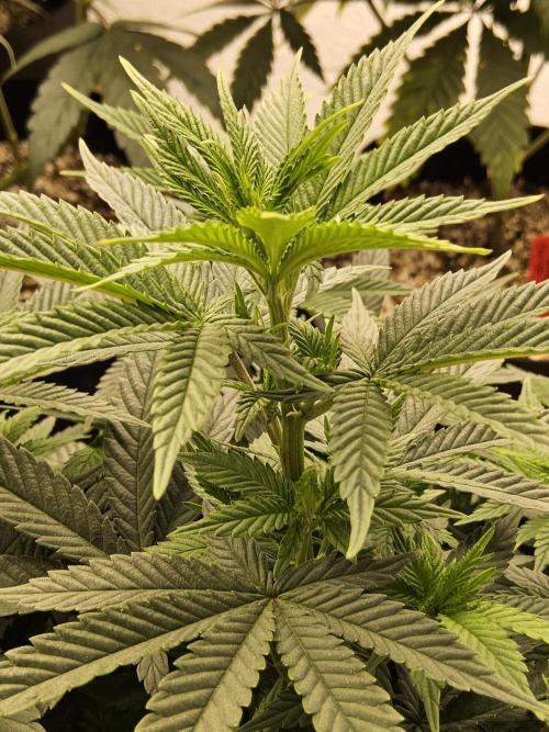 White Widow Plus. Week 7