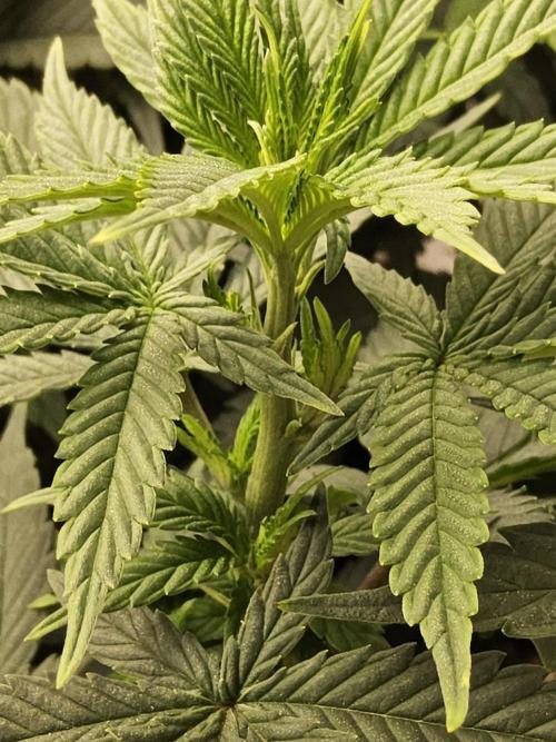 White Widow Plus. Week 7