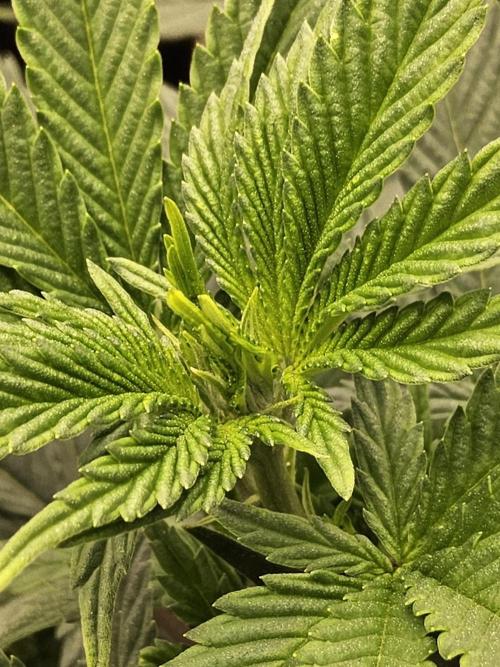 White Widow Plus. Week 7