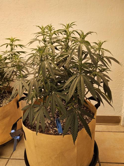 Bubba Seedsman. Week 7