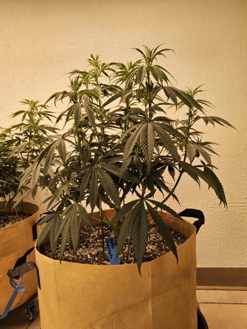 Bubba Seedsman. Week 7