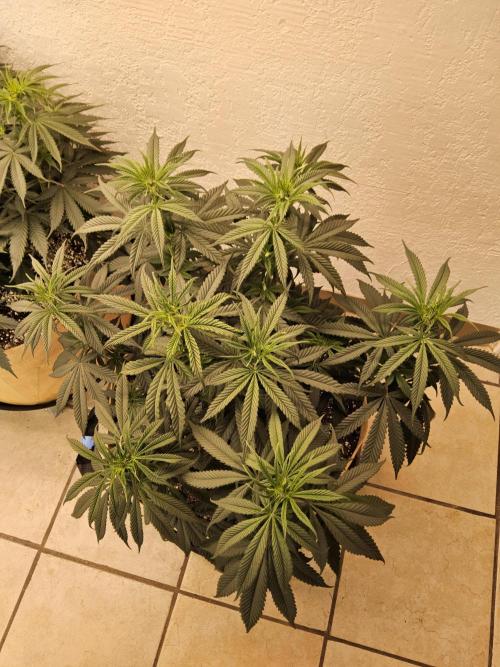 Bubba Seedsman. Week 7