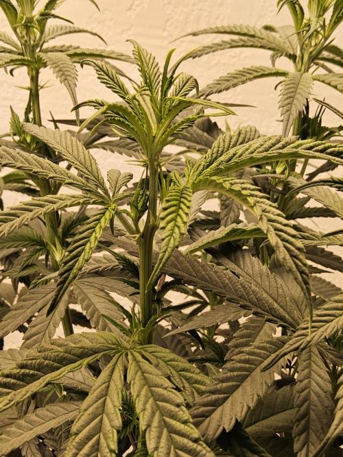 Bubba Seedsman. Week 7