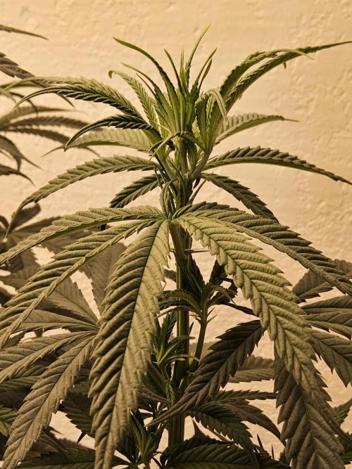 Bubba Seedsman. Week 7