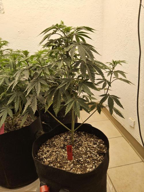 Regrow of Cheesus. Week 7