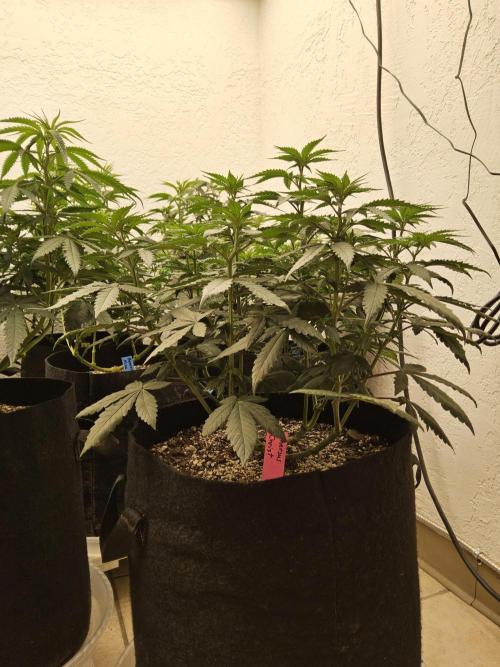 Regrow of Cheesus. Week 7