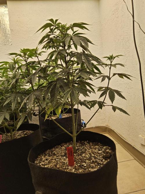Regrow of Cheesus. Week 7