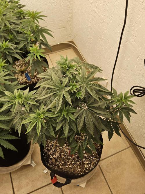Regrow of Cheesus. Week 7