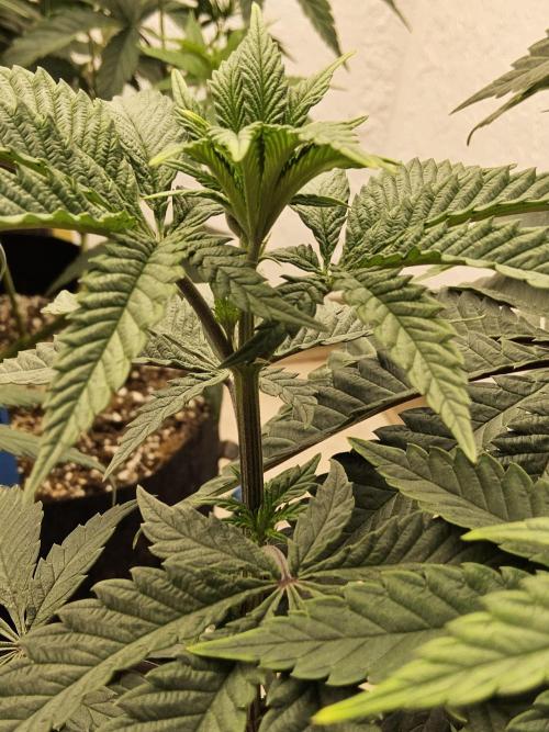 Regrow of Cheesus. Week 7