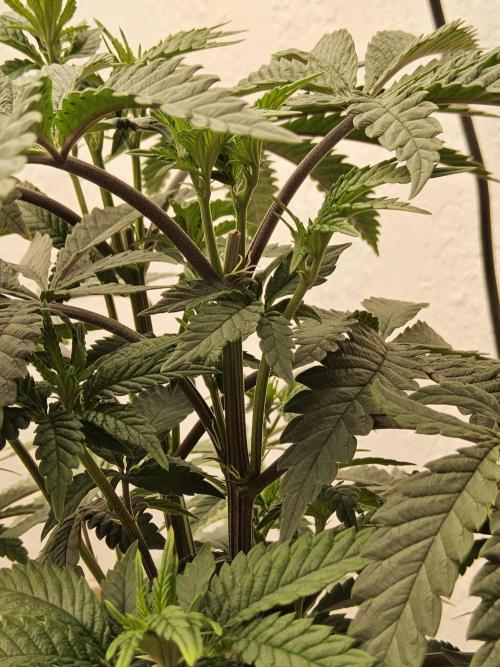 Regrow of Cheesus. Week 7
