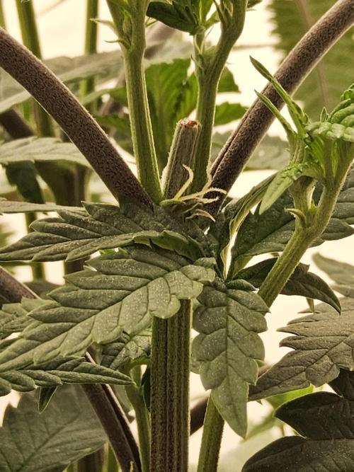 Regrow of Cheesus. Week 7