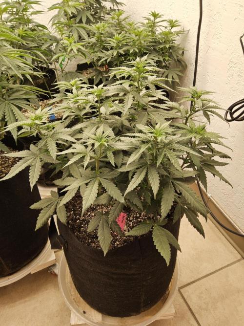 Regrow of Cheesus. Week 7
