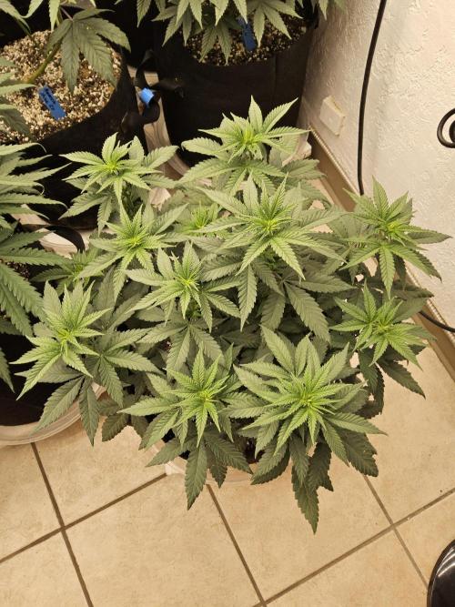 Regrow of Cheesus. Week 7