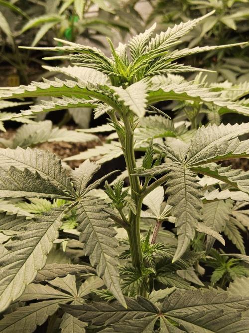 Regrow of Cheesus. Week 7
