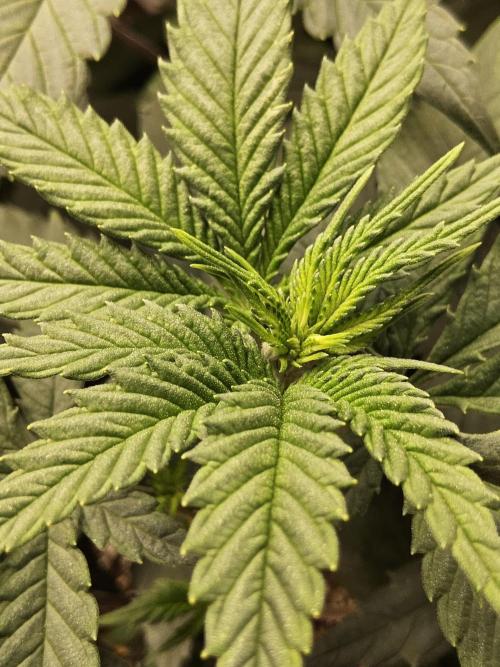 Regrow of Cheesus. Week 7